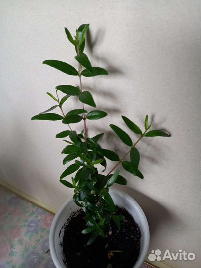 Комнатные растения