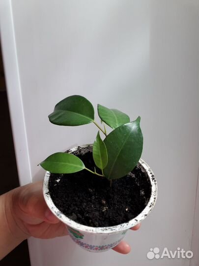 Фикус барок и