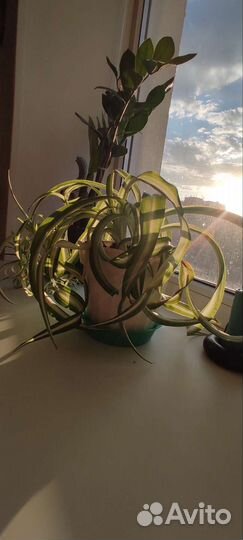 Хлорофитум хохлатый