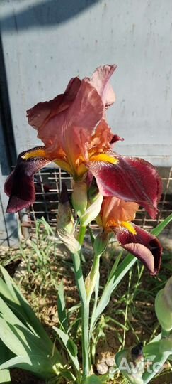 Ирисы и другие растения