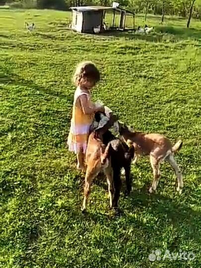 Англо-нубийские козлята выпоены