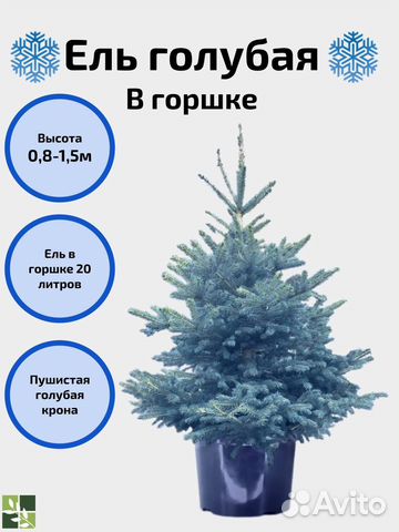 Голубая ель в горшке на Новый год купить в Москве | Товары для дома и ...