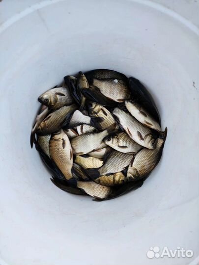 Карась живец