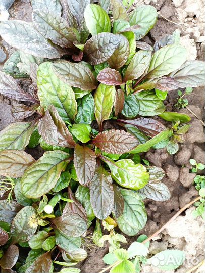 Многолетники и хвойники