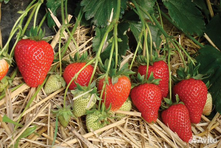 Саженцы клубники альба