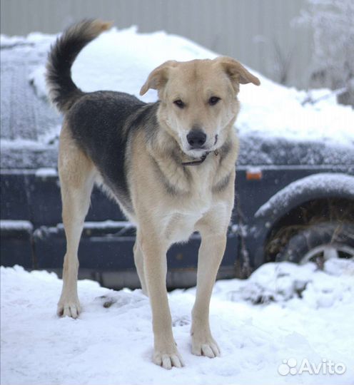 Денька в добрые руки