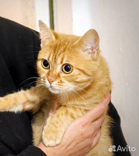 Кошечка в добрые руки