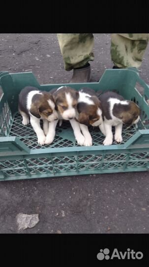 Щенки русской пегой гончей