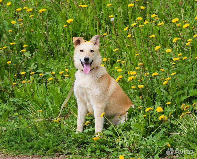 Синди ищет семью