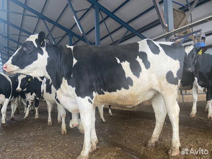Нетели племенные Голштинская порода