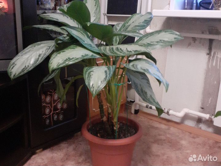 Диффенбахия