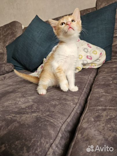 Кошка в дар бесплатно