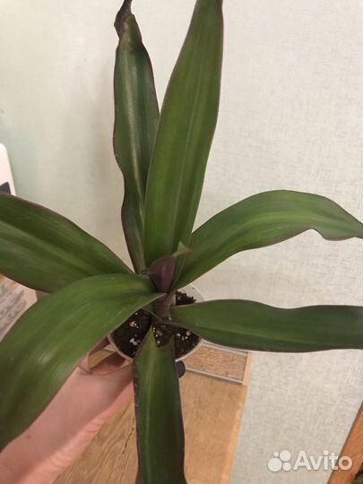 Традесканции 2