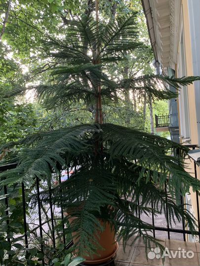 Араукария разнолистная