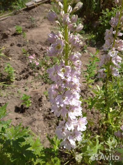 Дельфиниум