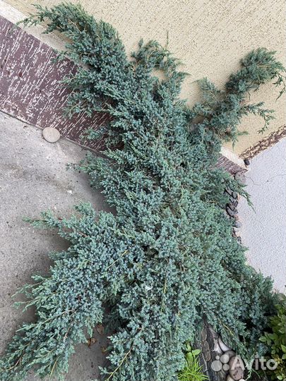 Можжевельник