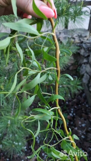 Саженцы ивы декоративной извилистой плакучей