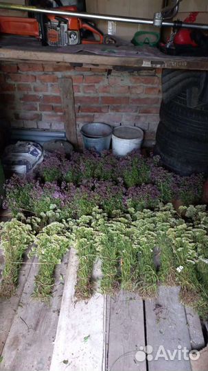 Трава душица