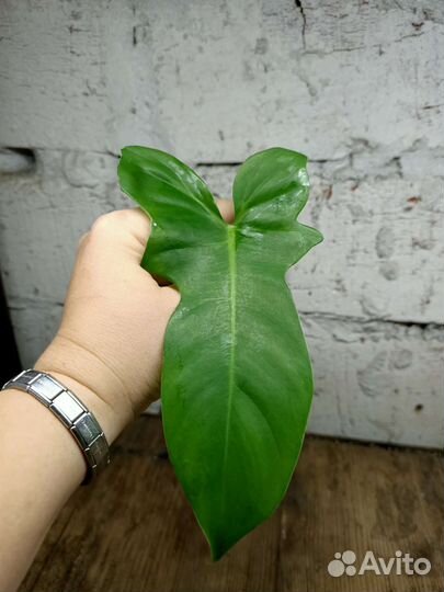 Филодендроны, сингониум