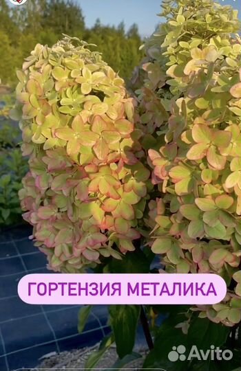 Гортензия метельчатая металлика фото и описание сорта Металлика гортензия метельчатая описание фото сорта Фитостудия-63.ру