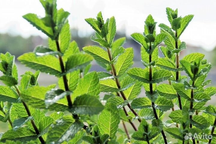 Саженцы мяты, девясила, пустырника и полыни