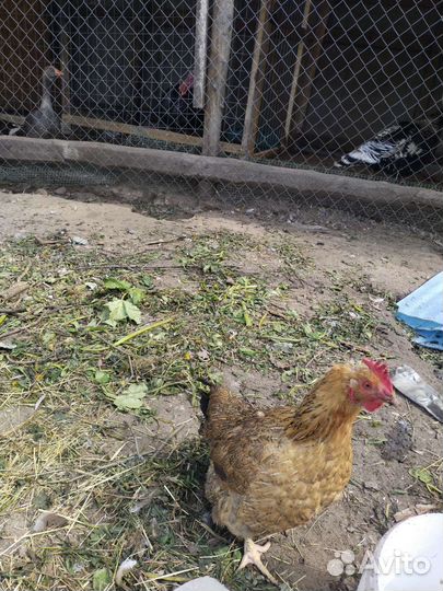 Индюк,индоутки,семья гусей,инкубационное яйцо