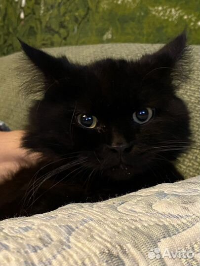 Котик в добрые руки