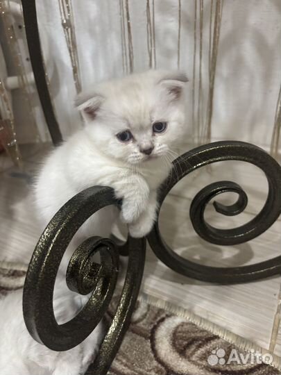 Шотландская вислоухая