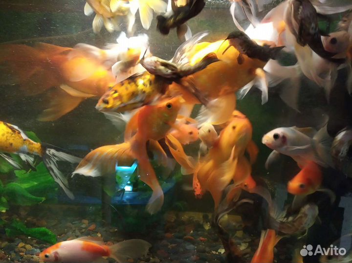 Золотые рыбки