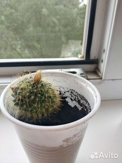 Кактусы и суккуленты