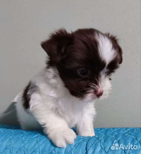 Цветные йорки,мальчики