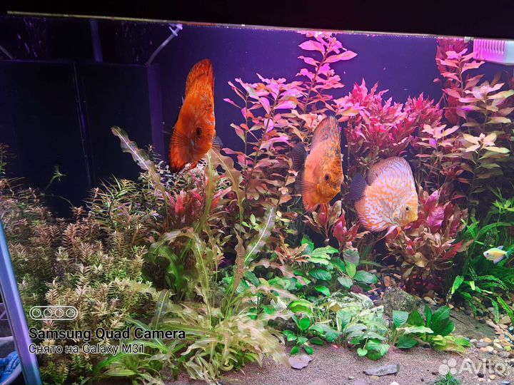 Растения для аквариума