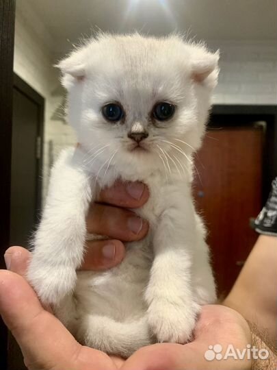 Котята шотландская шиншилла