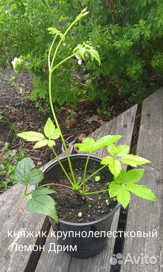 Княжик Лемон Дрим