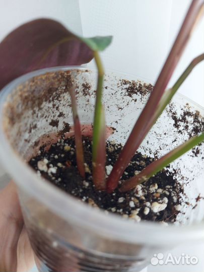 Калатея Chimboracensis/Чебурашка