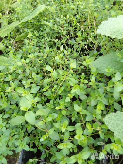 Пряные травы