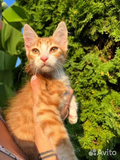 Рыжий лучик