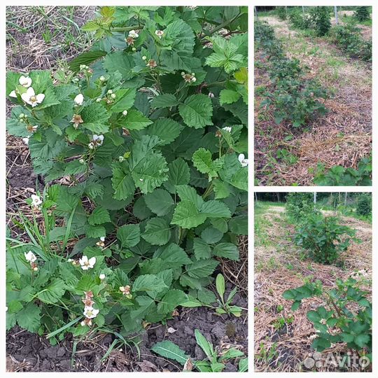 Саженцы ежевики крупноплодной