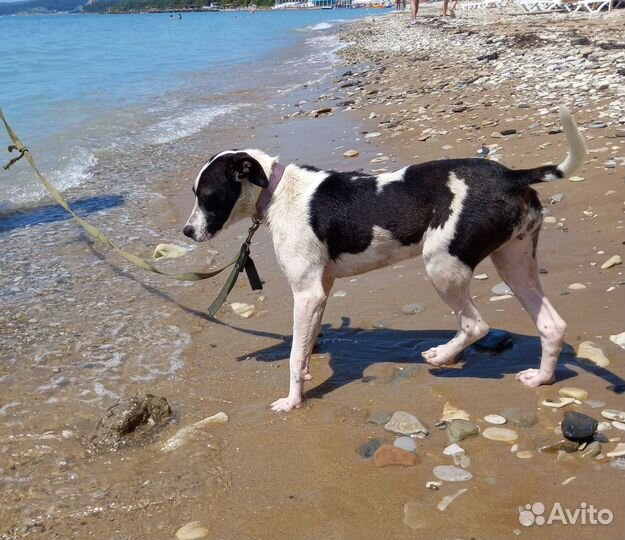 Красотка Мишель