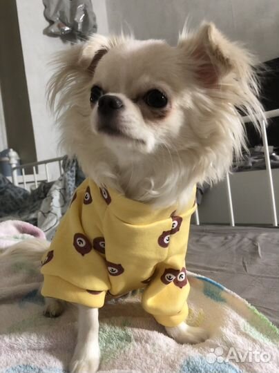 Одежда для собак