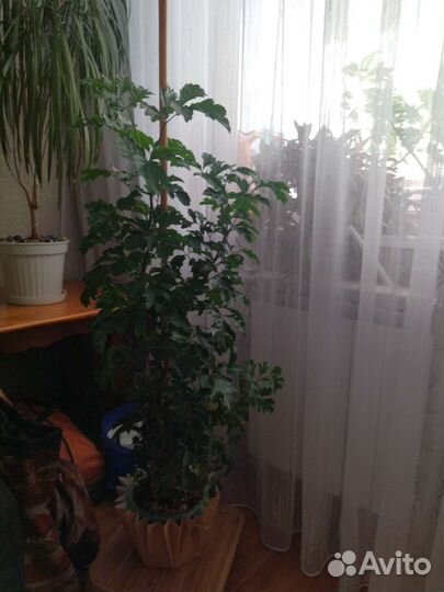 Цветы для офиса