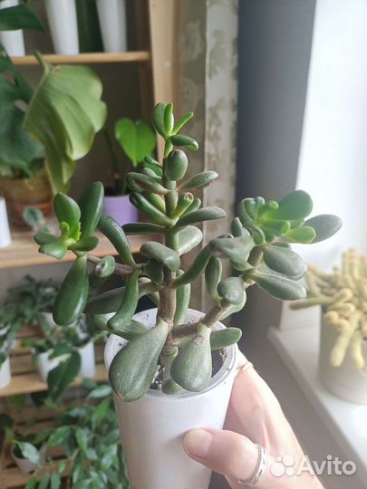 Толстянка Крассула хоббит