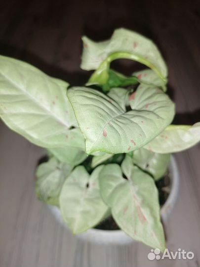 Сингониум конфетти милк