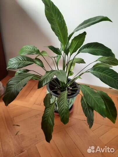 Спатифиллум