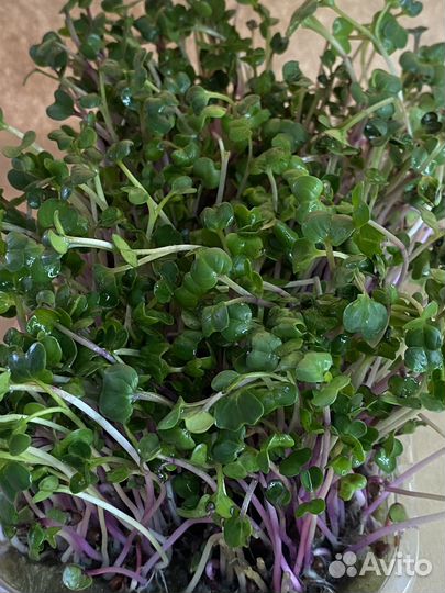 Микрозелень редис чайна роуз