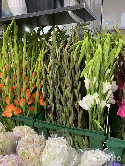 Цветы гладиолусы