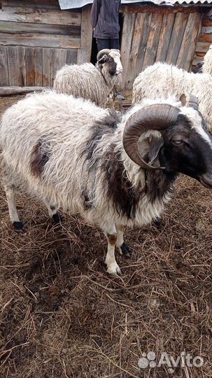 Продам Баранов