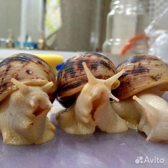 Улитки ахатины ретикулята