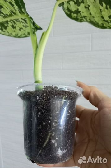 Диффенбахия Рефлектор