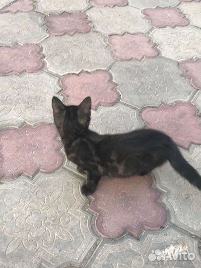 Кошки в добрые руки